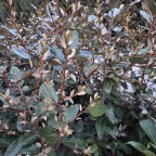ELAEAGNUS x ebbingei Compacta