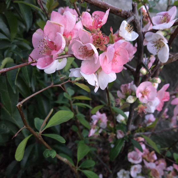 CHAENOMELES speciosa Toyo nishiki (blanc ros&eacute;)