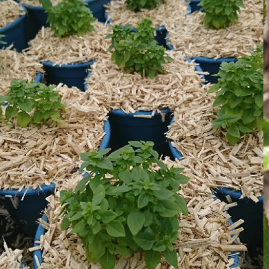 OCIMUM basilicum Basilic fin vert