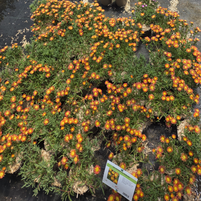 DELOSPERMA  Fire w.wonder