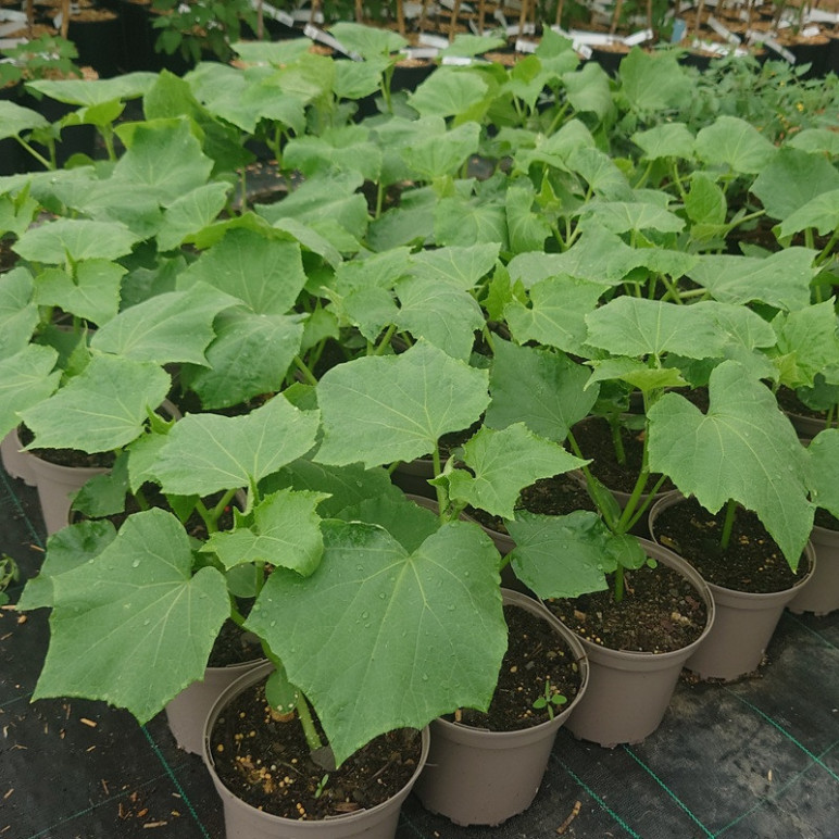 CUCUMIS sativus Crokdelis (mini concombre)