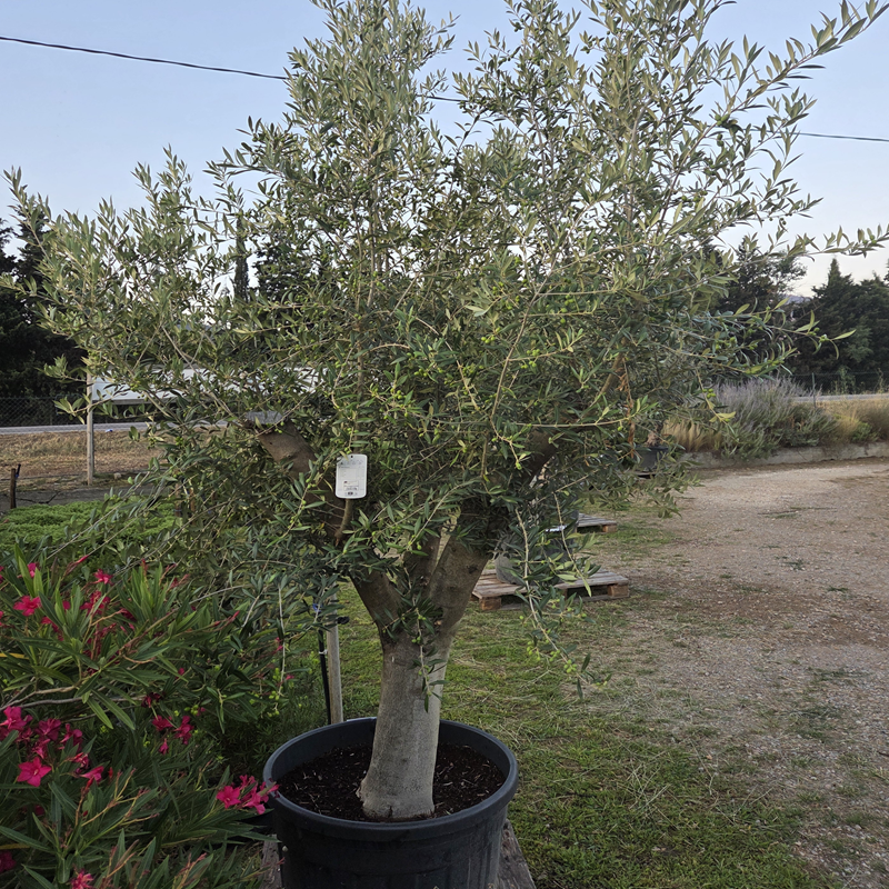 OLEA europaea