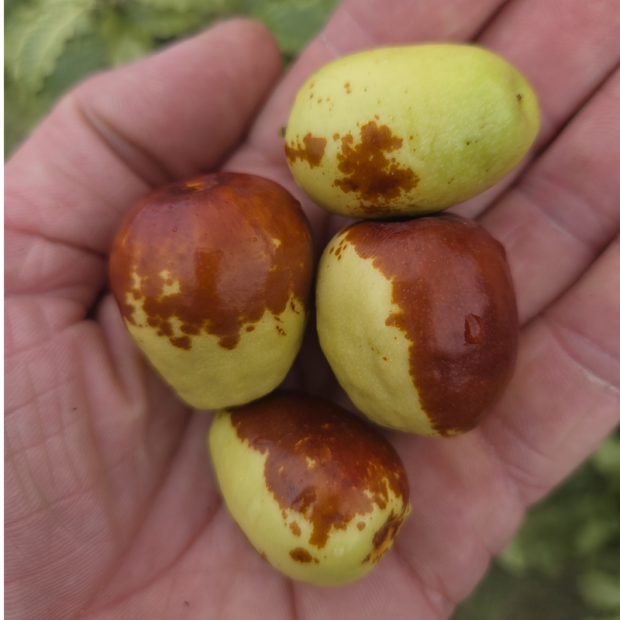 ZIZIPHUS jujuba Gros fruits (jujubier)