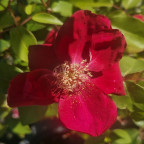 ROSA chinensis Sanguinea