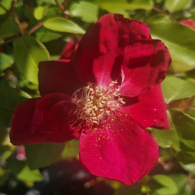 ROSA chinensis Sanguinea