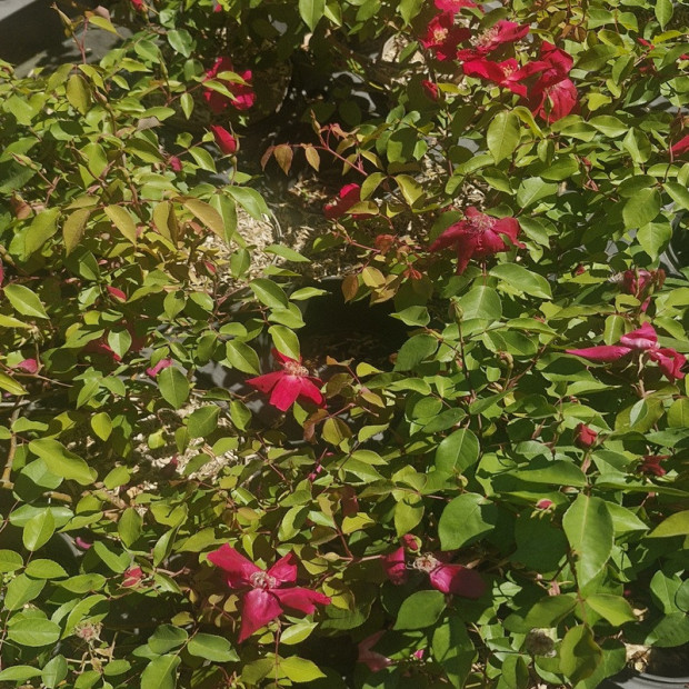 ROSA chinensis Sanguinea