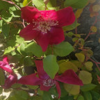 ROSA chinensis Sanguinea