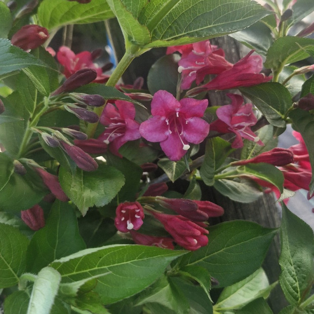 WEIGELA x Bristol ruby