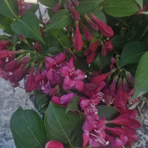 WEIGELA x Bristol ruby