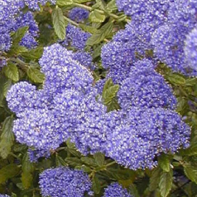 CEANOTHUS x Concha
