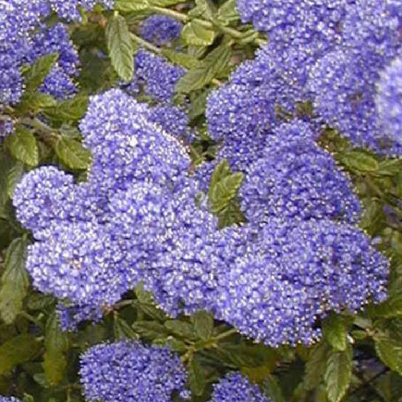 CEANOTHUS x Concha CEANOTHUS x Concha