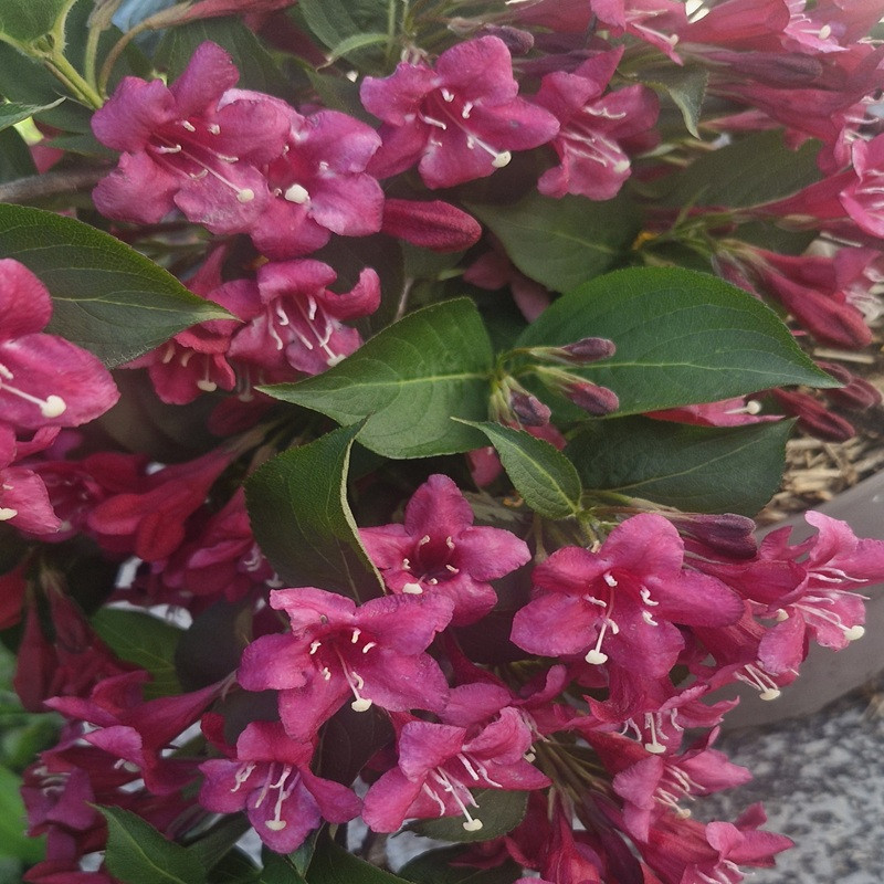 WEIGELA x Bristol ruby