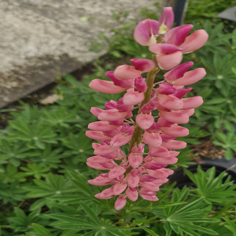 LUPINUS perennis Edelknaben (carmin) LUPINUS perennis Edelknaben (carmin)