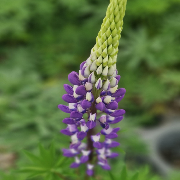 LUPINUS perennis Kastellan (bleu)