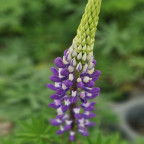 LUPINUS perennis Kastellan (bleu) LUPINUS perennis Kastellan (bleu)
