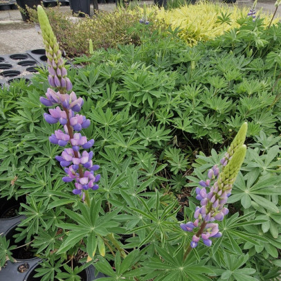 LUPINUS perennis Kastellan (bleu)