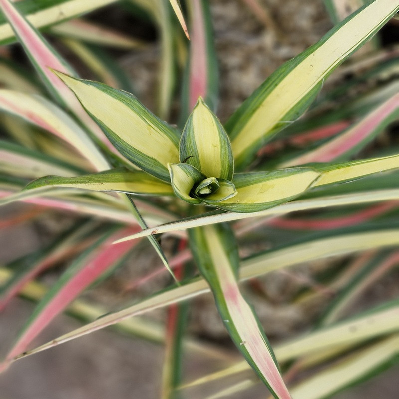 YUCCA filamentosa Color guard