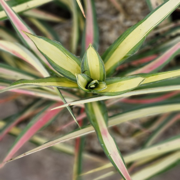 YUCCA filamentosa Color guard