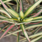 YUCCA filamentosa Color guard