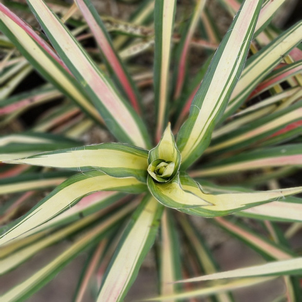 YUCCA filamentosa Color guard