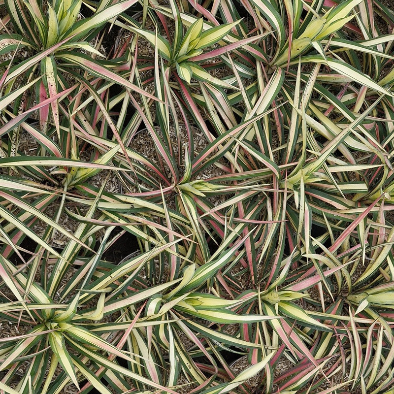 YUCCA filamentosa Color guard