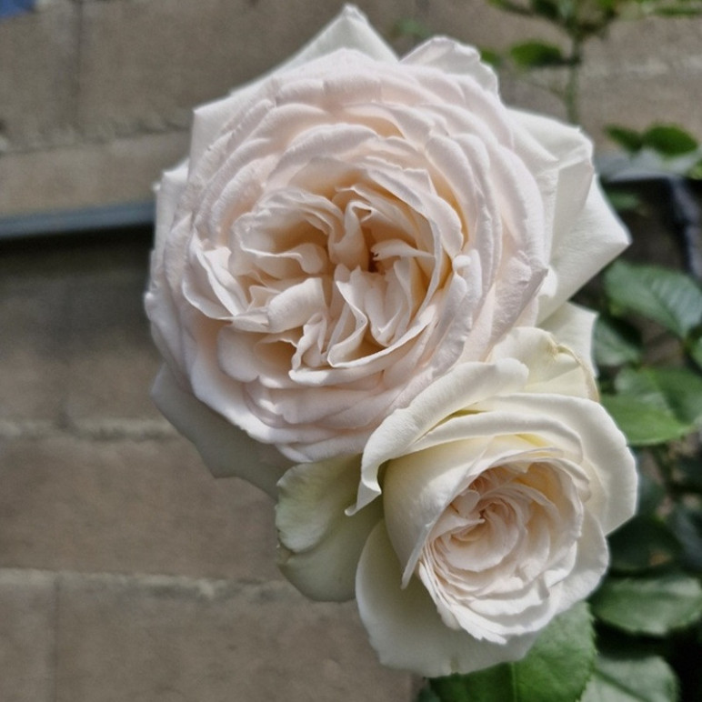 ROSA x Grimpant collection (rosier)