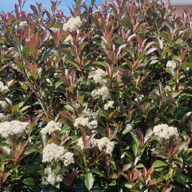 PHOTINIA x fraseri Carre rouge