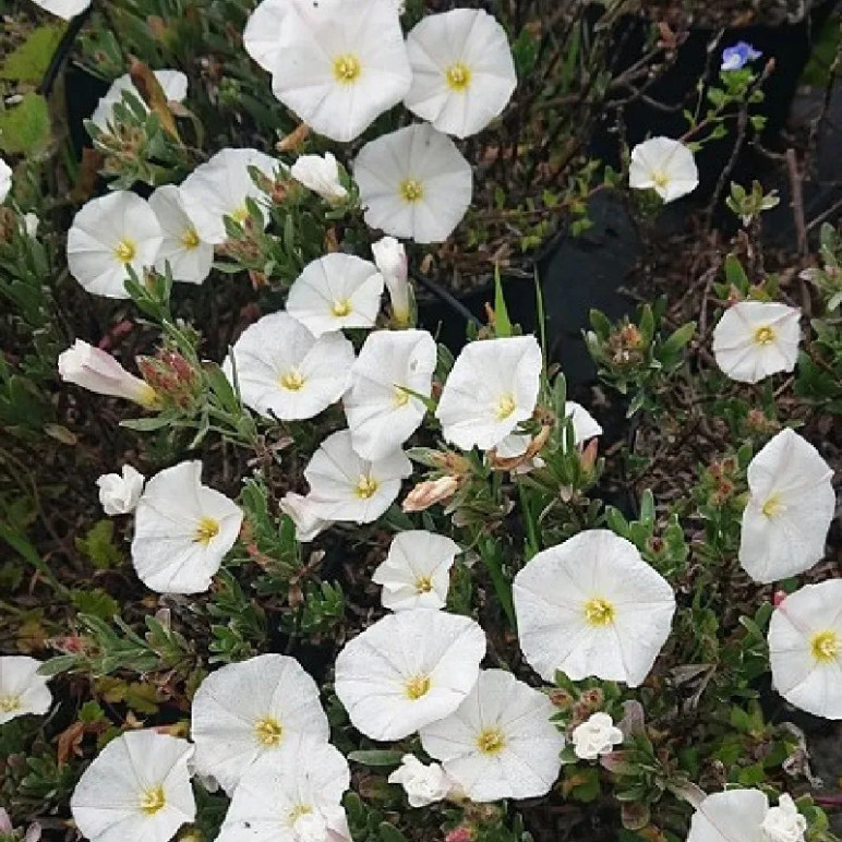 CONVOLVULUS cneorum