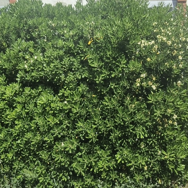 PITTOSPORUM tobira