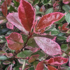 PHOTINIA fraseri Louise mc larlou