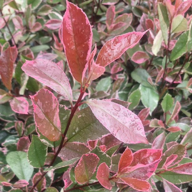 PHOTINIA fraseri Louise mc larlou