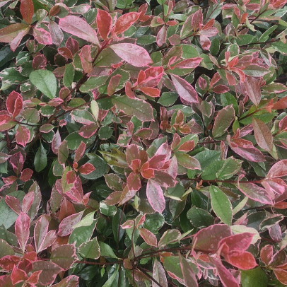 PHOTINIA fraseri Louise mc larlou