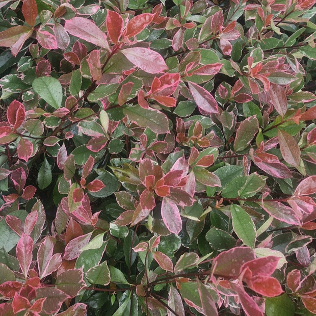 PHOTINIA fraseri Louise mc larlou