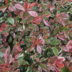 PHOTINIA fraseri Louise mc larlou