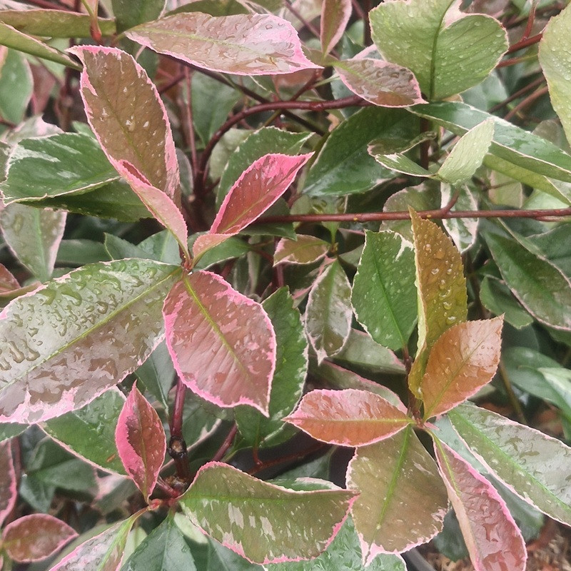 PHOTINIA fraseri Louise mc larlou