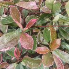 PHOTINIA fraseri Louise mc larlou