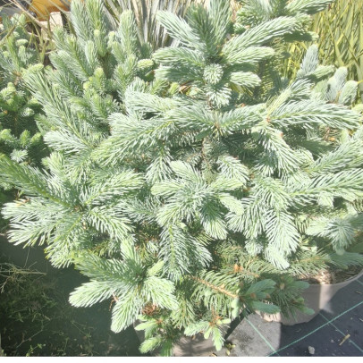 PICEA pungens Super blue