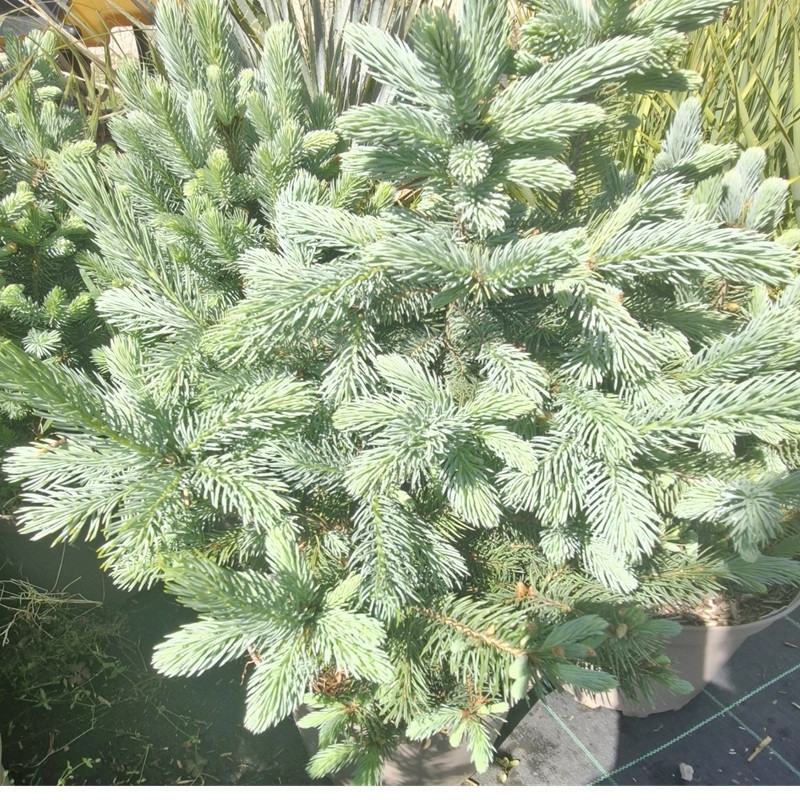 PICEA pungens Super blue PICEA pungens Super blue