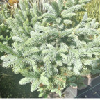 PICEA pungens Super blue PICEA pungens Super blue