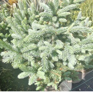 PICEA pungens Super blue