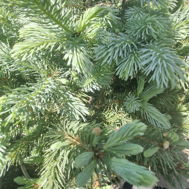 PICEA pungens Super blue PICEA pungens Super blue