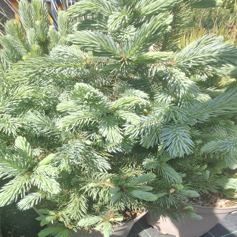 PICEA pungens Super blue PICEA pungens Super blue