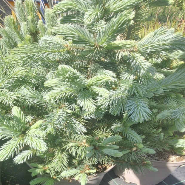 PICEA pungens Super blue