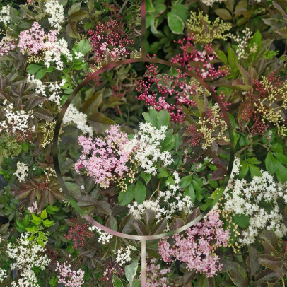 SAMBUCUS nigra Black beauty \'gerda\'