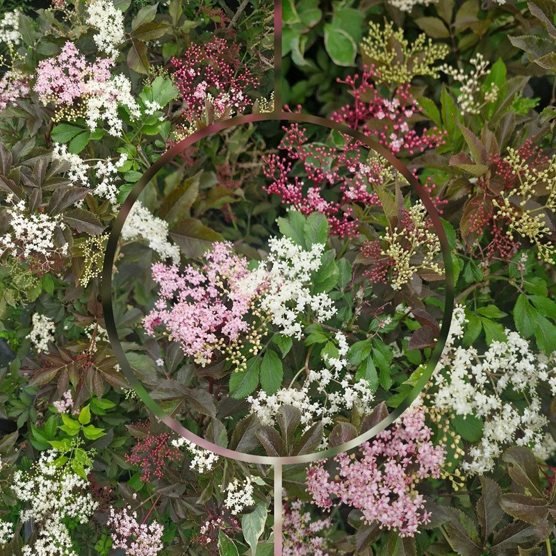 SAMBUCUS nigra Black beauty 'gerda'