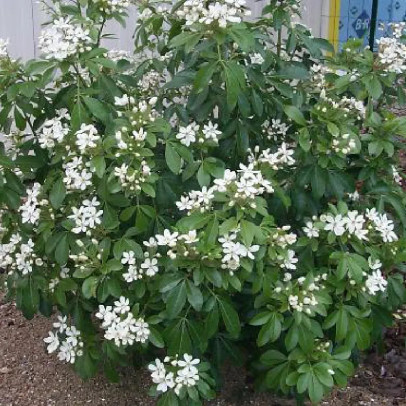 CHOISYA ternata Greenfingers