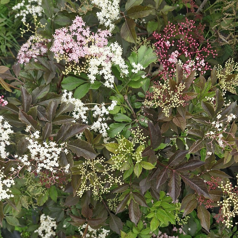 SAMBUCUS nigra Black beauty 'gerda'