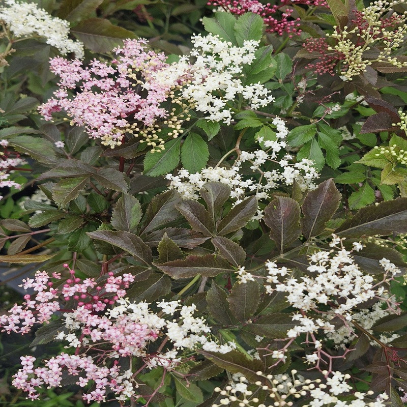 SAMBUCUS nigra Black beauty 'gerda'