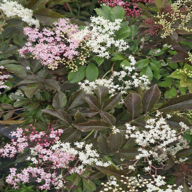 SAMBUCUS nigra Black beauty 'gerda'