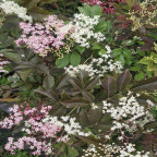 SAMBUCUS nigra Black beauty 'gerda'